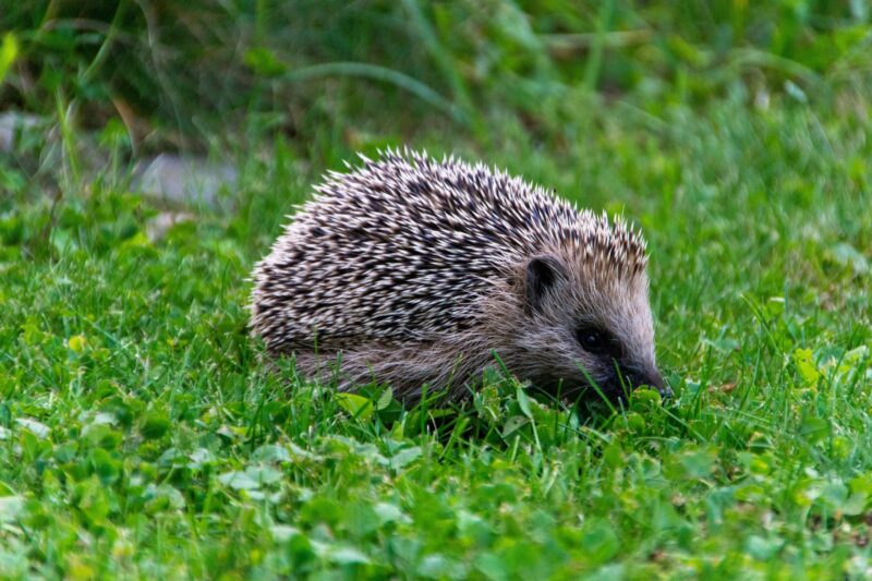 thomas-frauenknecht-9ndBmpYojhI-unsplash-2 Erfolg für den Artenschutz: Endlich mehr Schutz für Igel und Co. im Garten! Mähroboter müssen nachts ausgeschaltet bleiben.